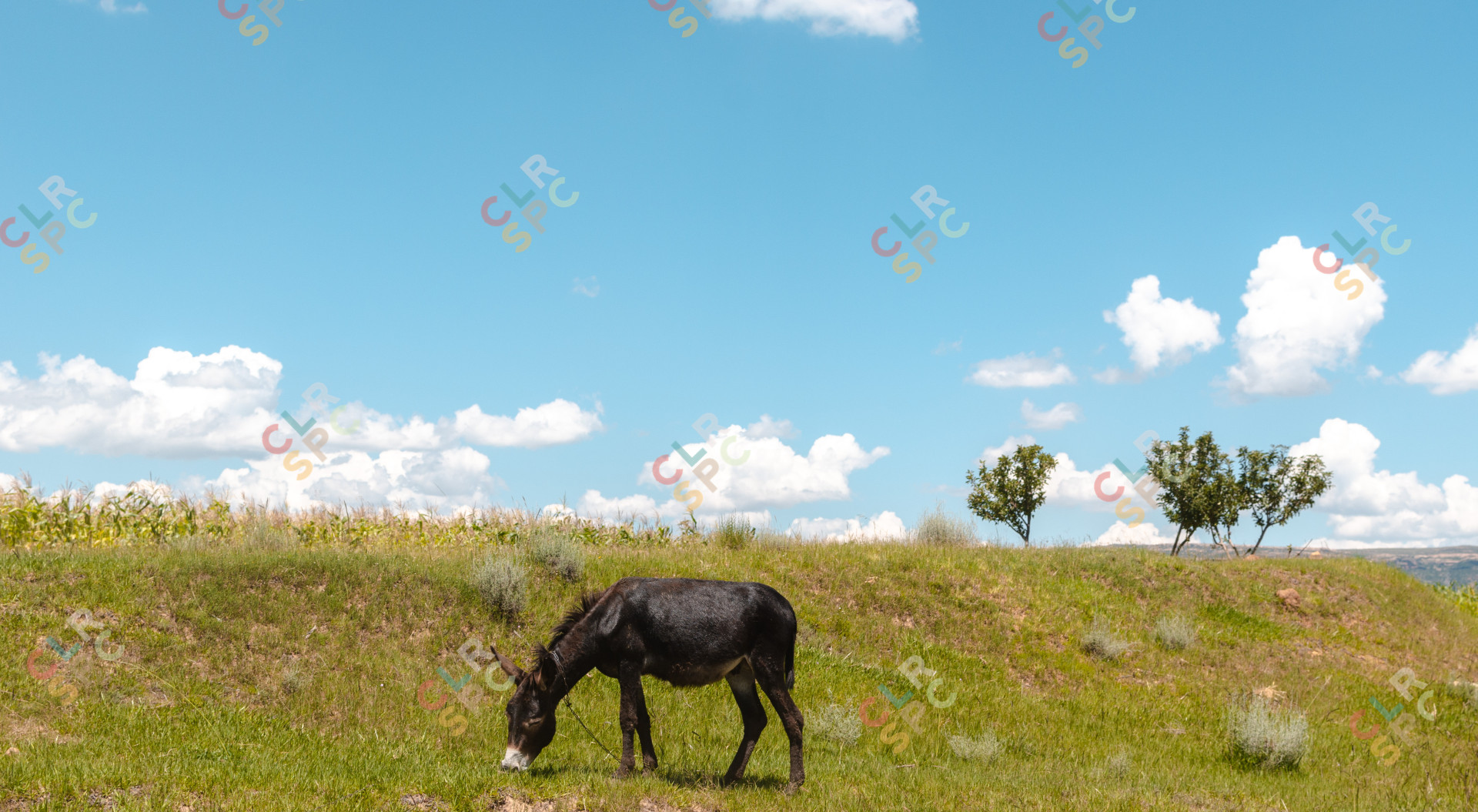 Donkey Grazing in Nature