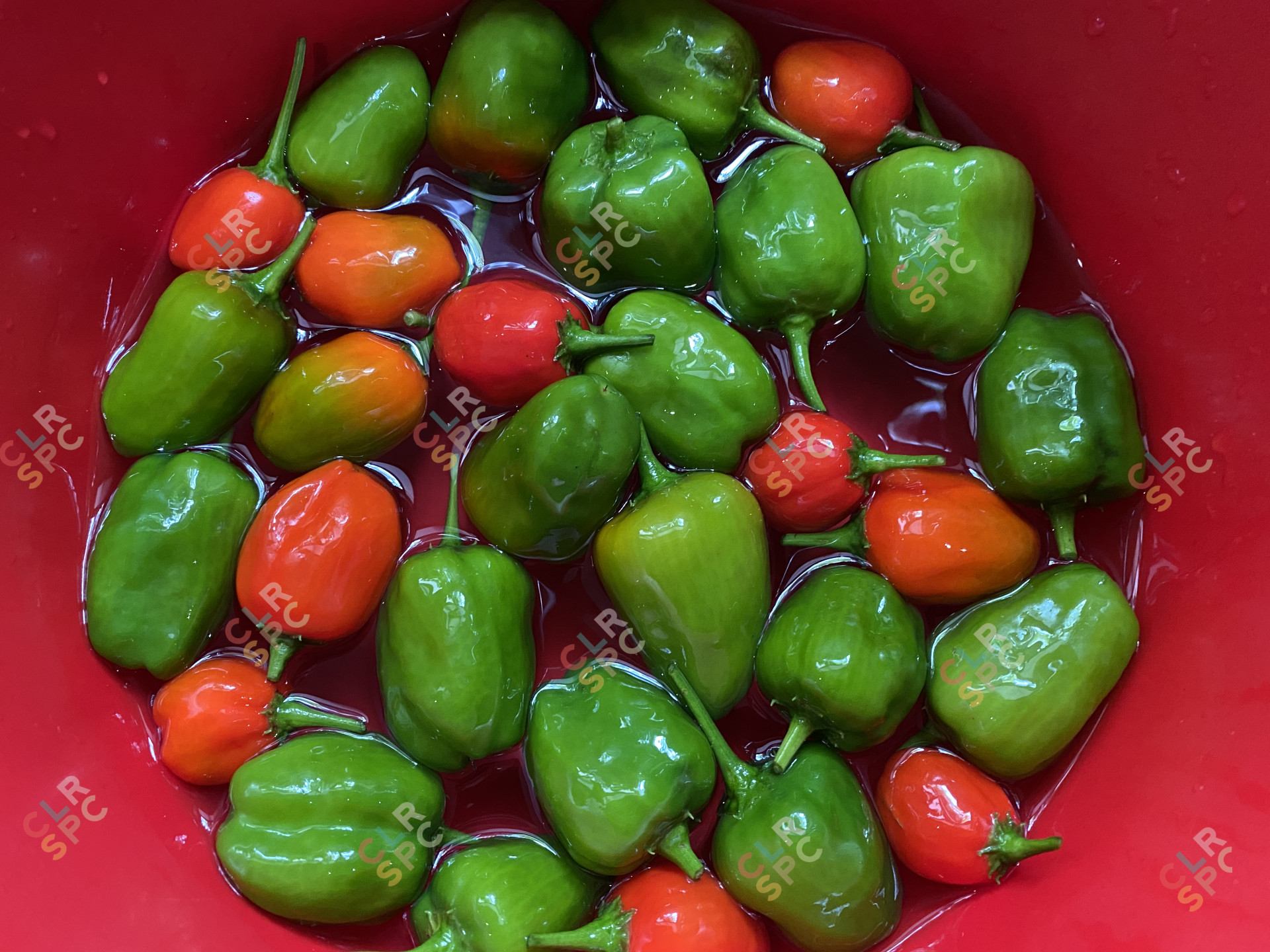 Red and Green Baby Peppers