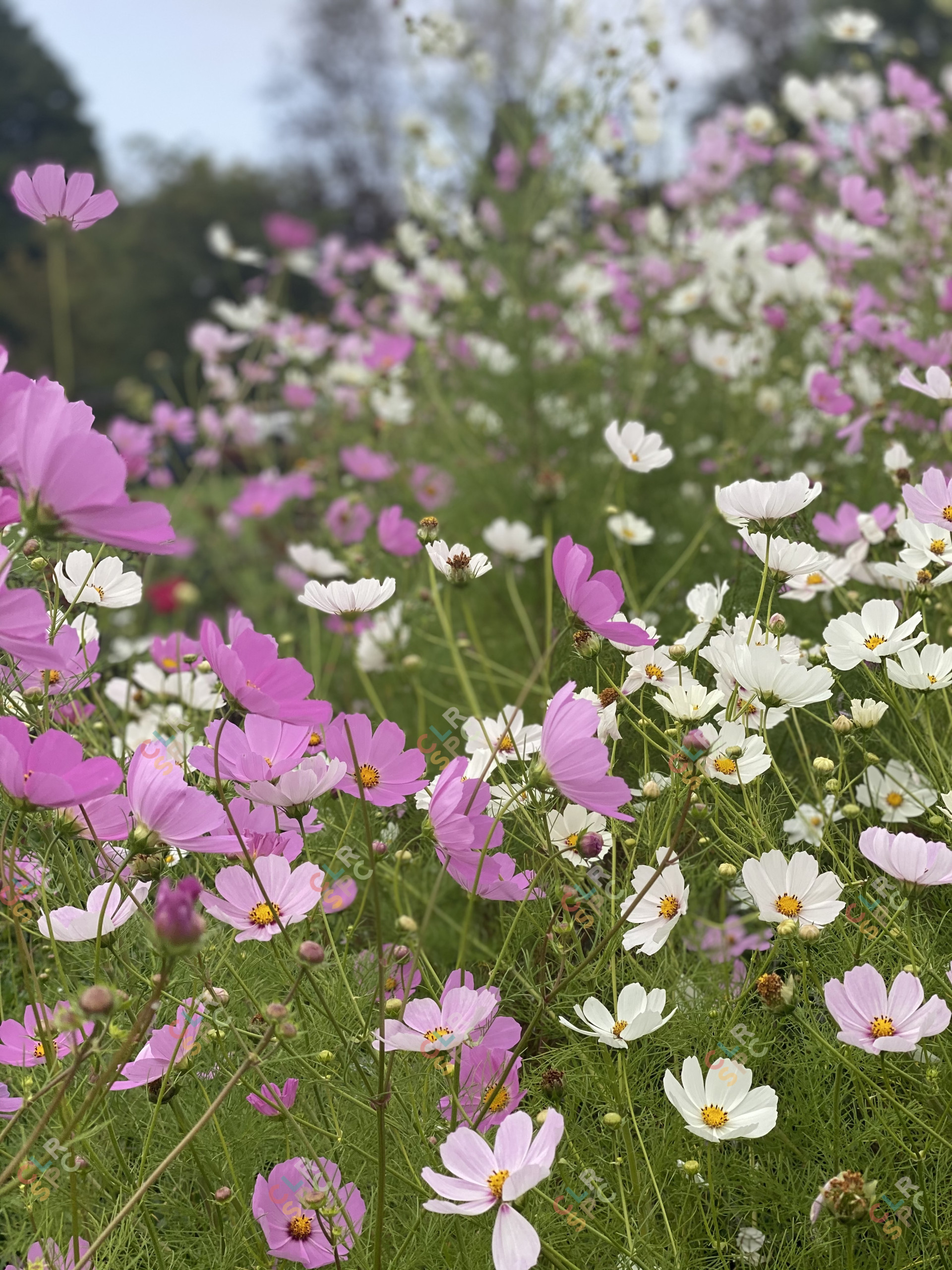 Pink and white cosmos