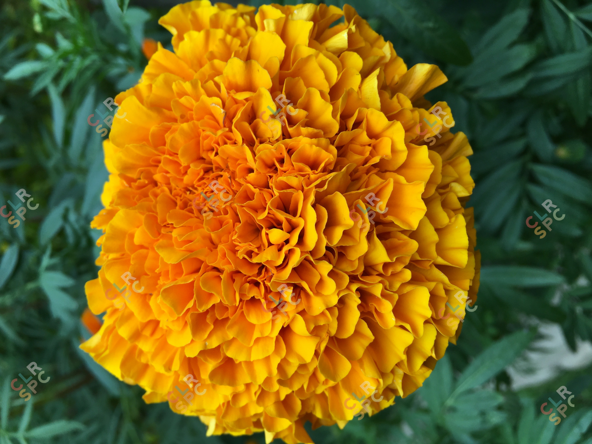 Marigold