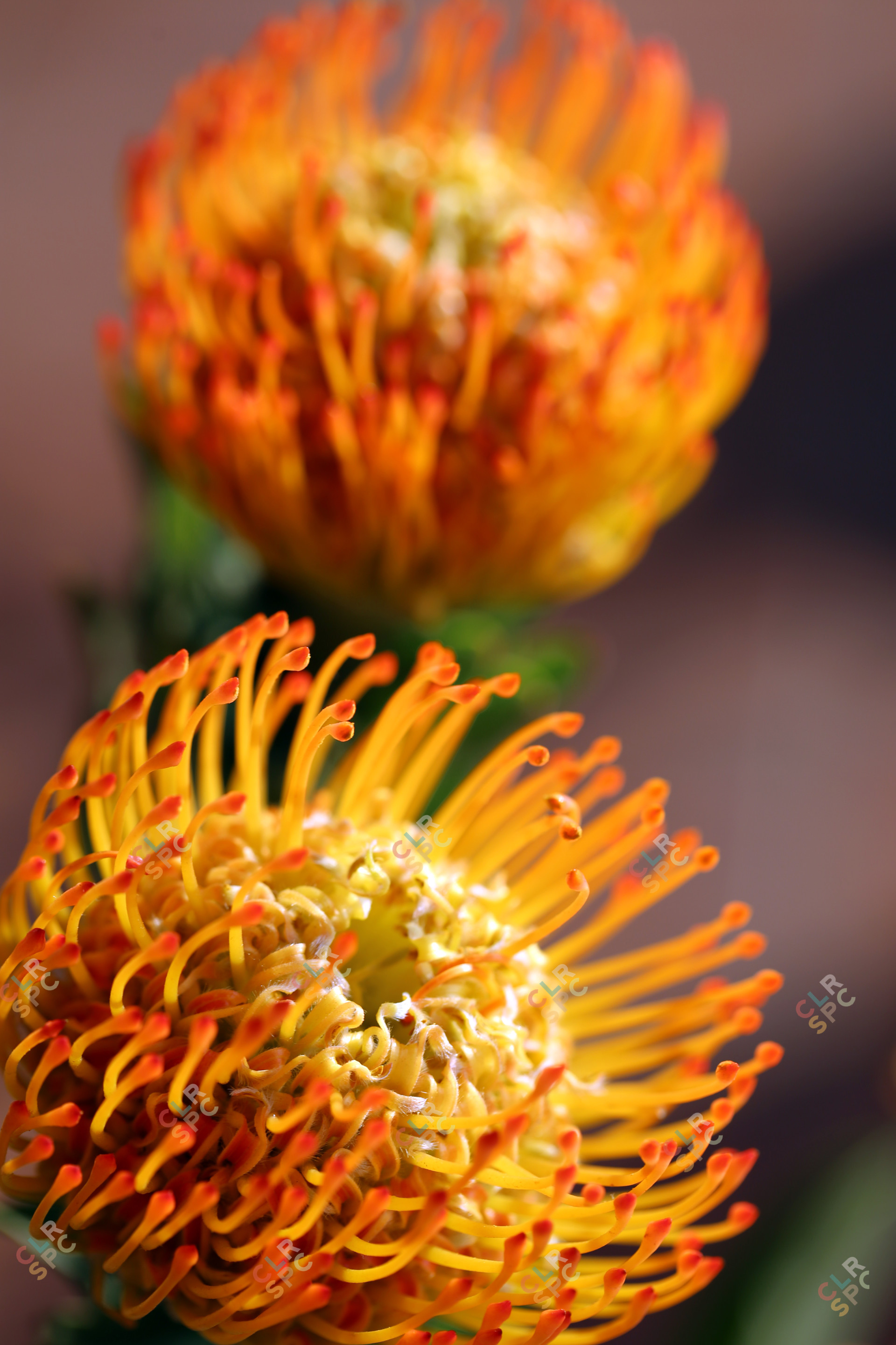 Pincushion proteas