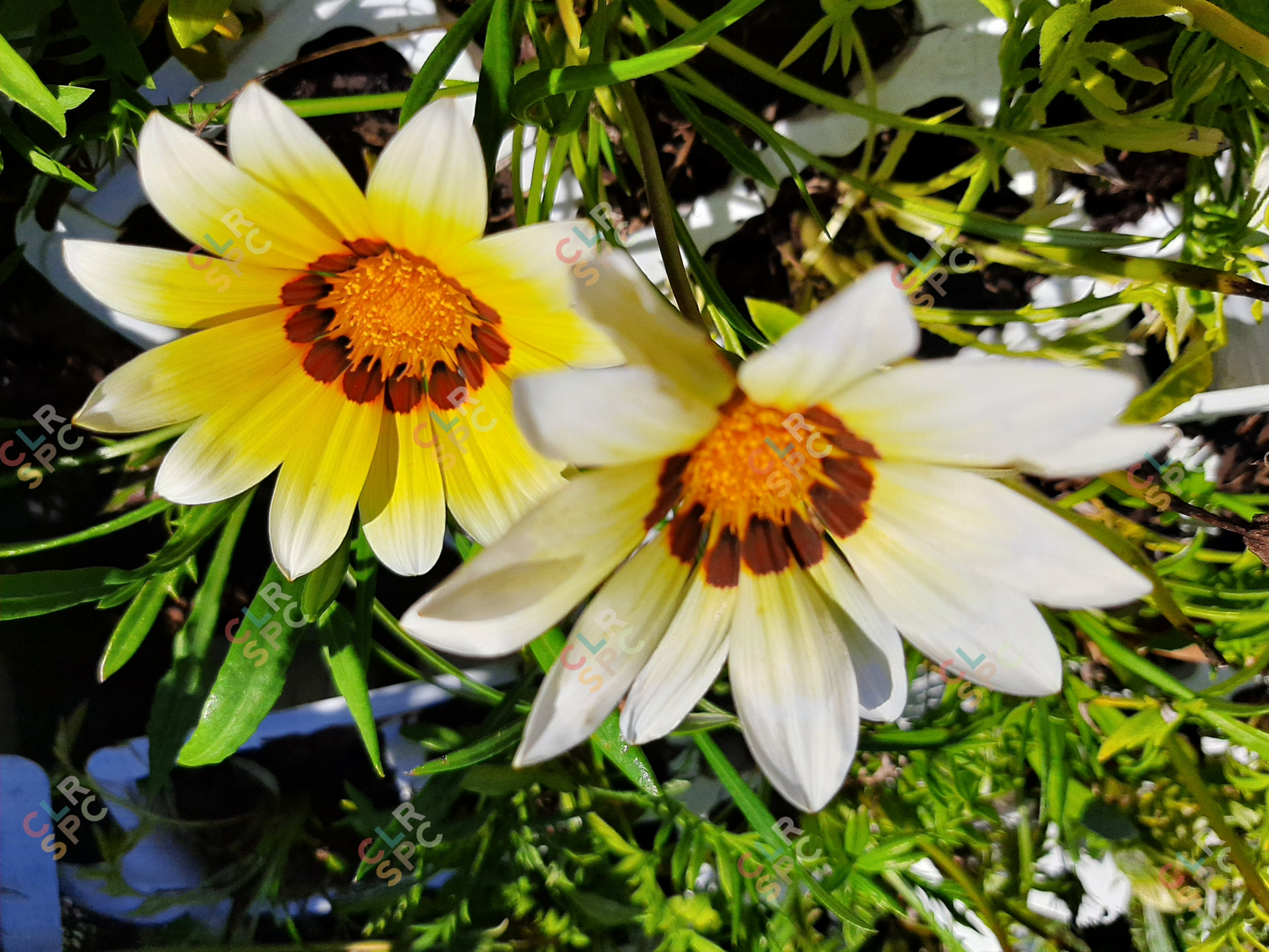 An African Daisy: Bright yellow and cream white.