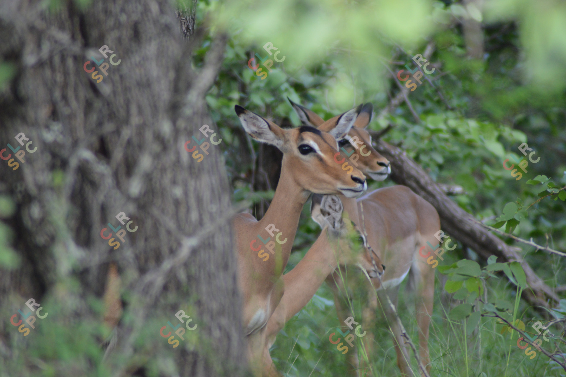 Southern African Impala