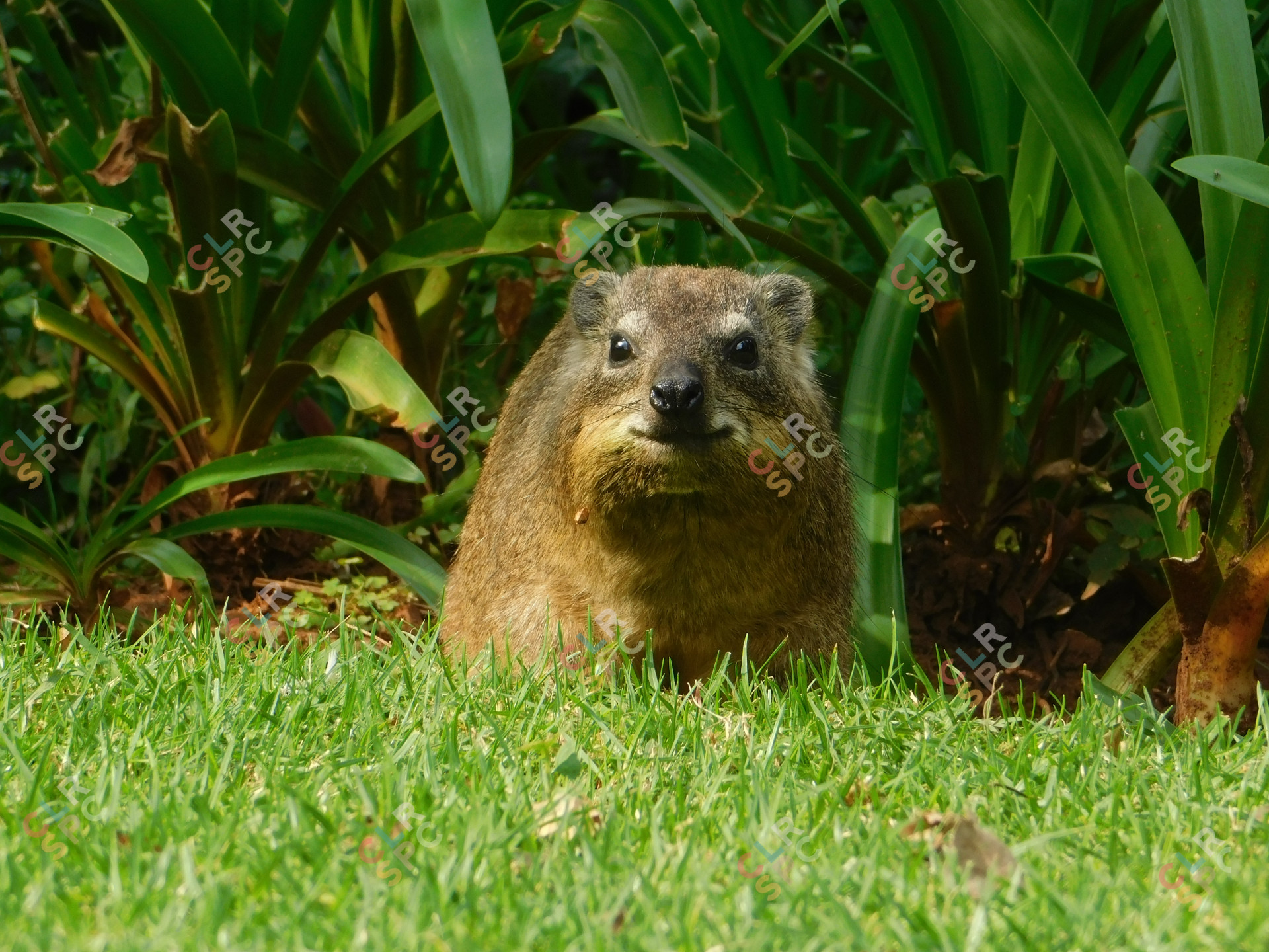 A Dassie in the Woods