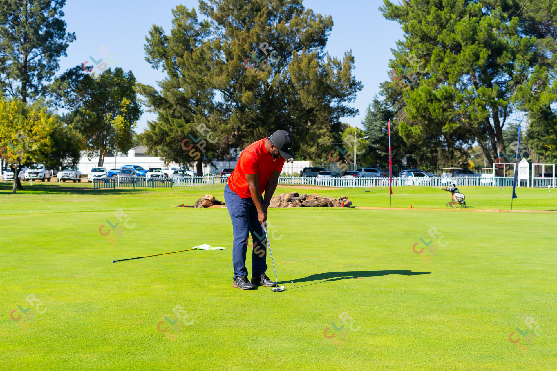 Black golfer wearing a red golf shirt putting on the green