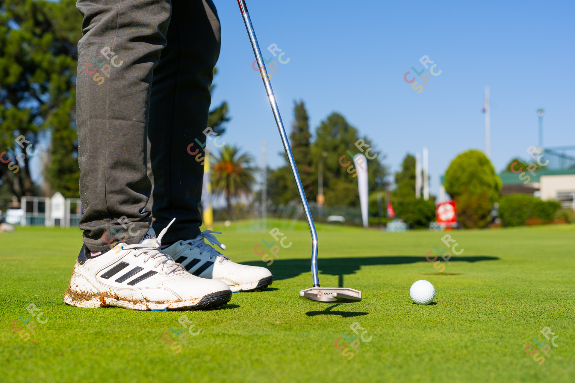Black golfer wearing Adidas golf shoes putting on the green with a odyssey putter