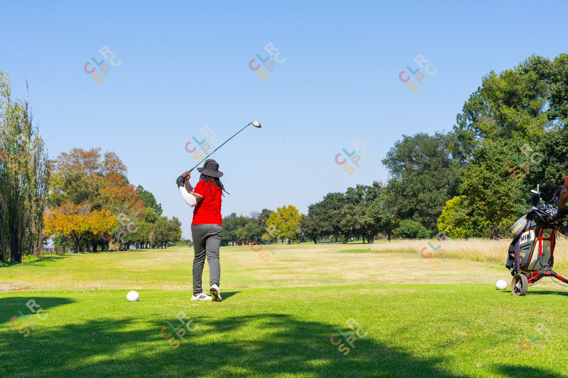 Black male golfer wearing a red golf shirt on the golf course driving