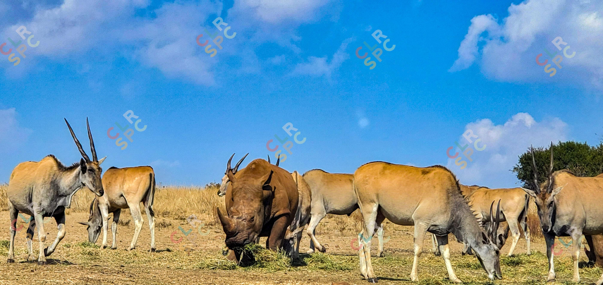 Rhino and Waterbuck
