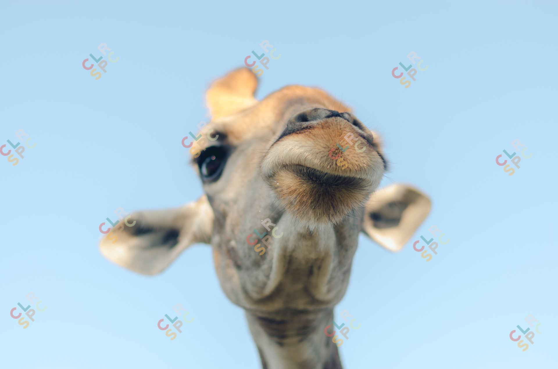 Giraffe Closeup
