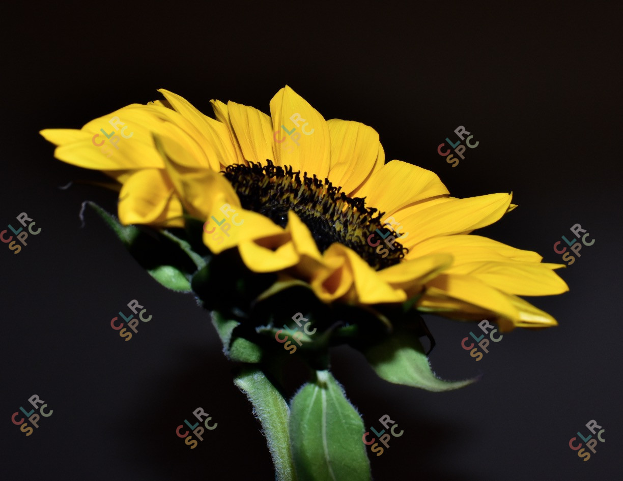 Flower - Sunflower