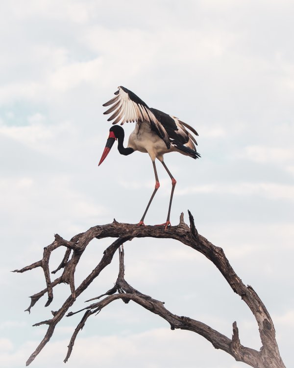 Saddle Billed Stork