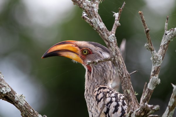 Southern Yellow-Billed hornbill