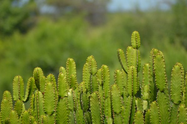 Succulents in Kruger