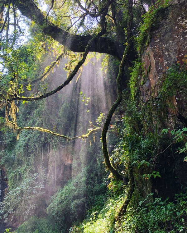 The sun through a misty forest