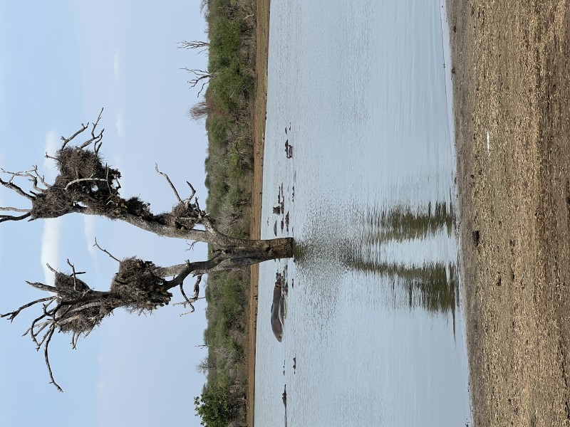 Hippos - Kruger National Park